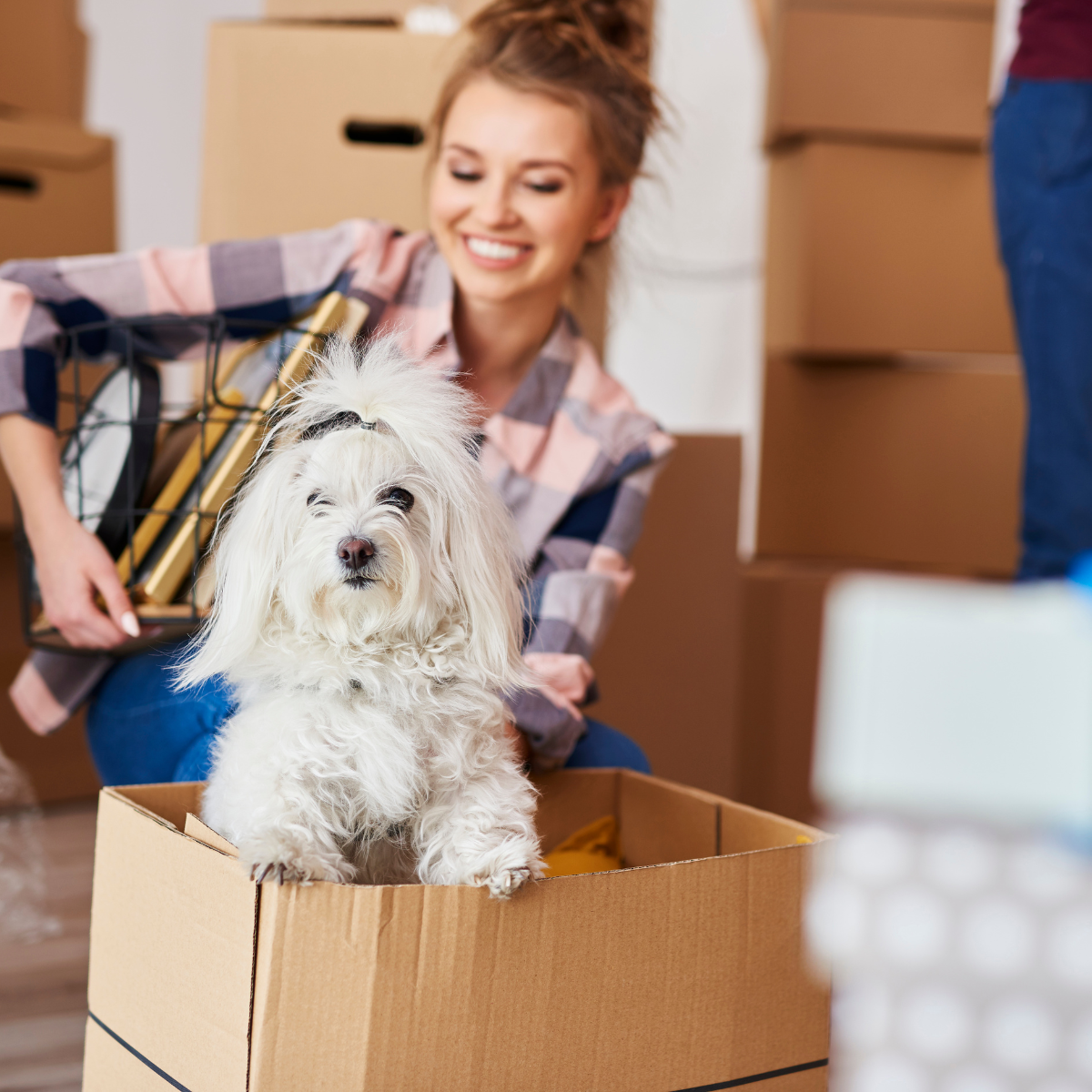 Five Things To Do When Moving with Pets