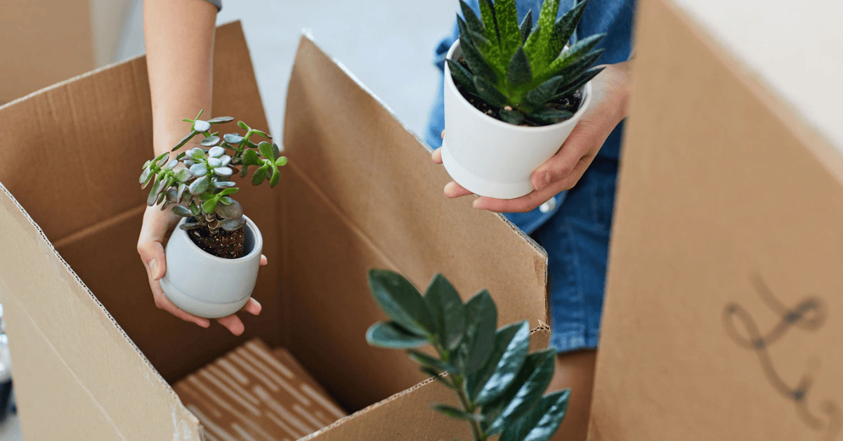 7 Tips for Moving with Plants
